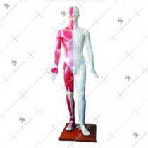 Deluxe Acupuncture Model 178CM