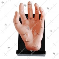 Hand Model Illustrating Organs on the Points