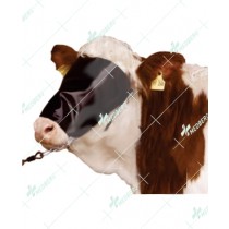 Halter with face cover 