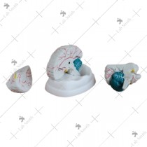 New Style Brain Model