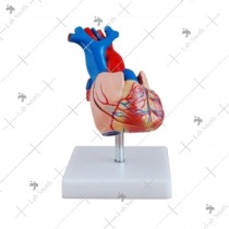 Life-Size Heart Model