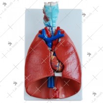 Larynx, Heart and Lung Model