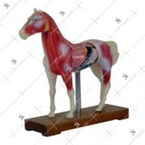 Horse Acupuncture Model