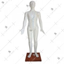 Acupuncture Model 178CM