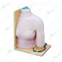 Shoulder Joint Intracavitary Injection Model