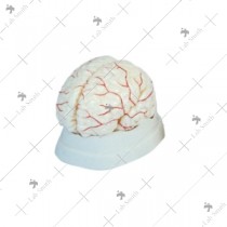 Brain with Arteries