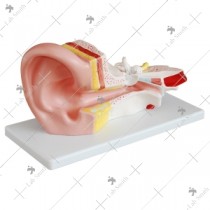 Middle Ear Model