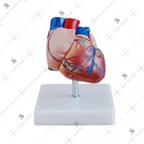 New Style Life-Size Heart Model