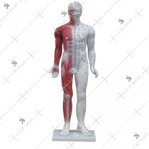 Deluxe Acupuncture Model 84CM
