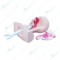 Suction Training Model