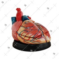 New Style Jumbo Heart Model