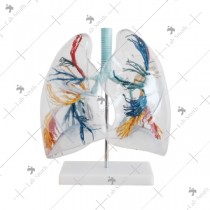Model of the Transparent Lung Segment