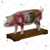 Pig Acupuncture Model