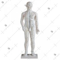 Acupuncture Model 70CM