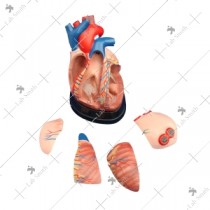 Middle Heart Model