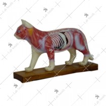 Cat Acupuncture Model