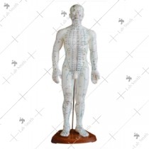 Acupuncture Model 50CM Male