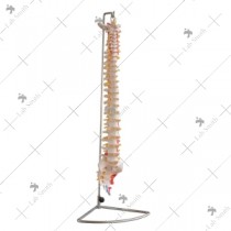 Vertebral Column with Painted Muscles
