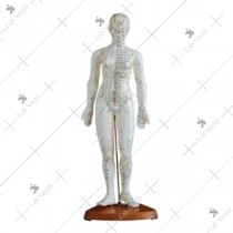 Acupuncture Model 48CM Female