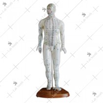 Acupuncture Model 46CM Male