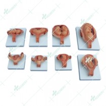 The Development Process for Fetus (Half-Size)