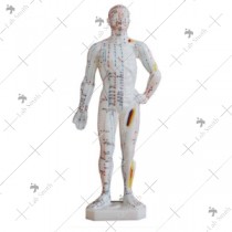 Acupuncture Model 26CM