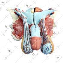Male Genital Organ Model