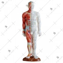 Acupuncture & Muscle Model 55CM Male