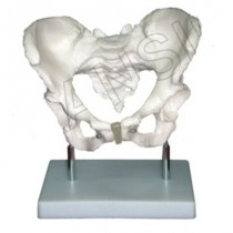 Adult Female Pelvis Model