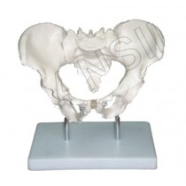 Adult Male Pelvis Model