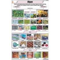 Algae