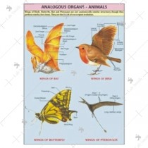 Animal Analogous Organ Chart