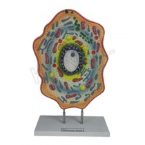 Animal Cell Model