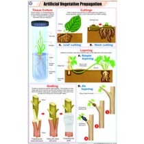 Artificial Vegetative Propagation