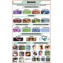 Bacteria