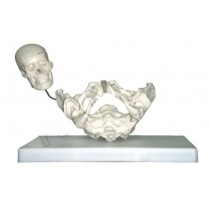Birth Demonstration Model