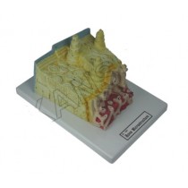 Bone Microstructure Model