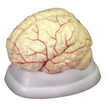 Brain with Arteries Model