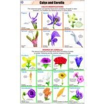 Calyx and Corolla
