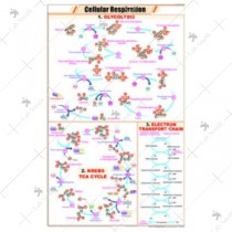 Cellular Respiration