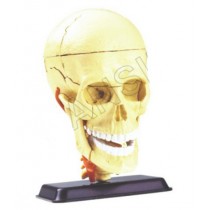 Cranial Nerve Skull Anatomy Model