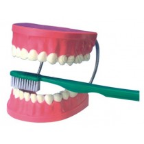 Dental Care Model