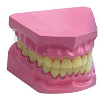 Dental Model Small