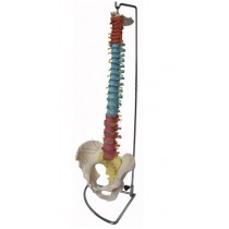 Didactic Flexible Vertebral Column with Pelvis