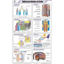 Different Kinds of Cells Chart