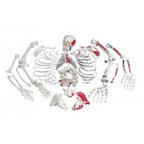 Disarticulated Painted Skeleton Model