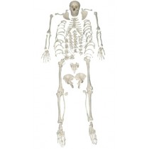 Disarticulated Skeleton Model