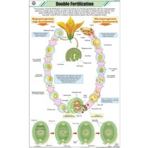 Double Fertilization Chart