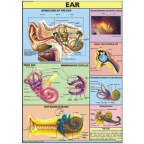 Ear Chart