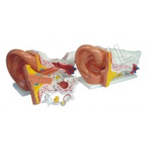 Ear Model New Style Giant size Model